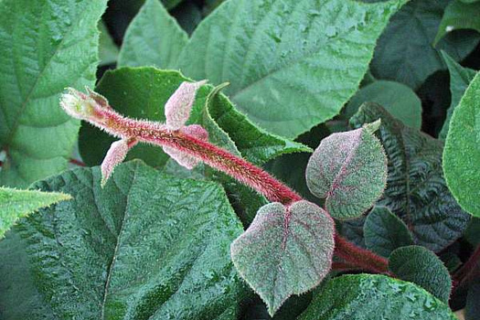 Actinidia deliciosa 'Atlas'