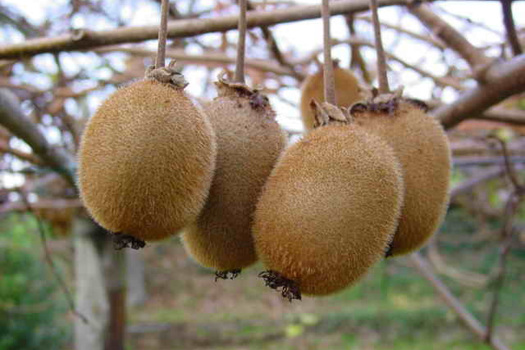 Actinidia deliciosa 'Hayward'