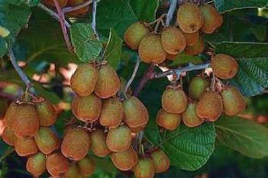 Actinidia deliciosa 'Jenny'