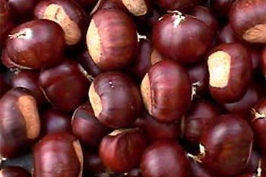 Castanea sativa 'Dorée de Lyon'