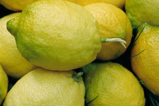 Citrus limon