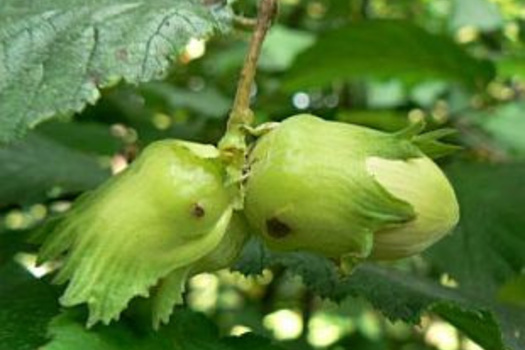 Corylus avellana