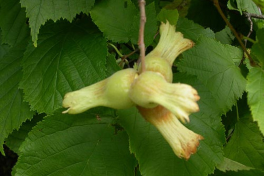 Corylus 'Webb's Prize Cob'