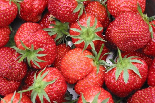 Fragaria ananassa 'Elsanta'