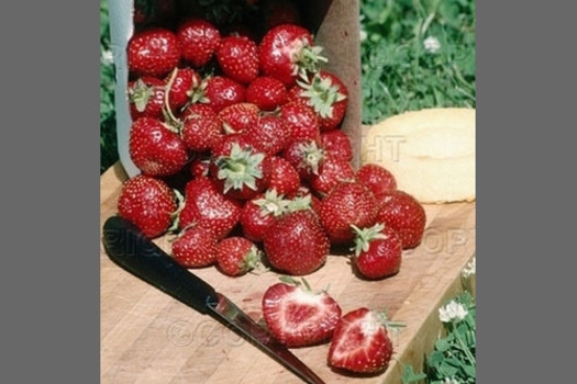 Fragaria ananassa 'Elvira'