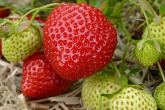 Fragaria ananassa 'Ostara'