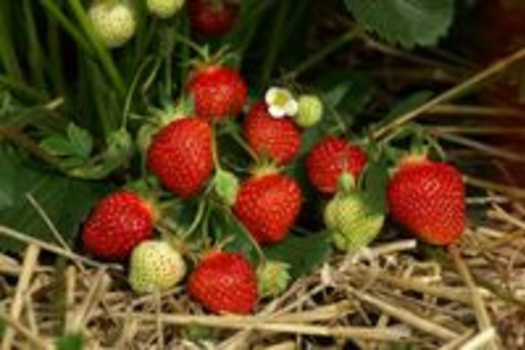 Fragaria ananassa 'Tenira'