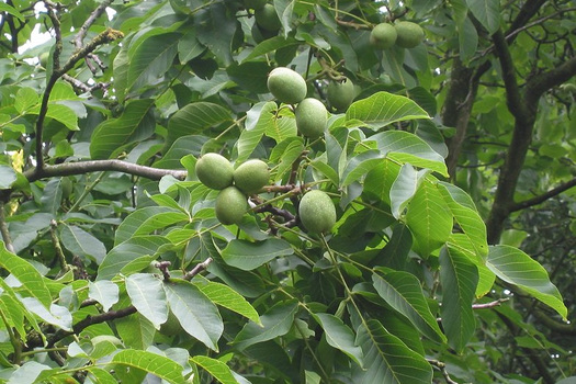 Juglans regia 'Broadview'