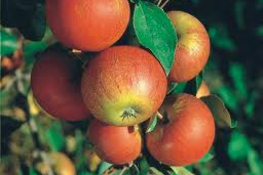 Malus domestica 'Cox's Orange Pippin'