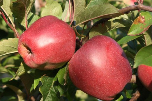 Malus domestica 'Gloster'