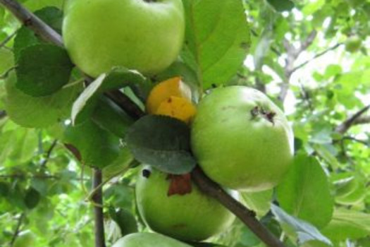 Malus domestica 'Jacques Lebel'