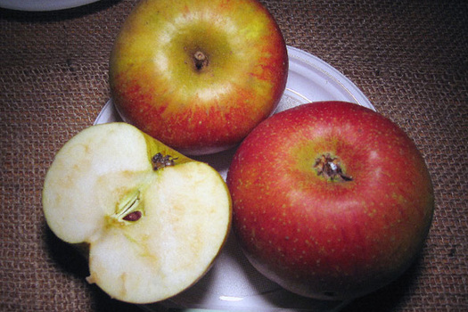 Malus domestica 'Reinette Dorée de Blenheim'