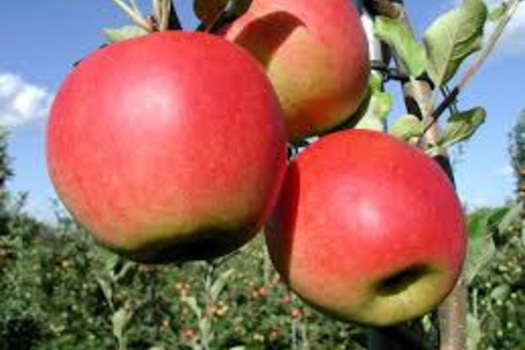 Malus domestica 'Santana'