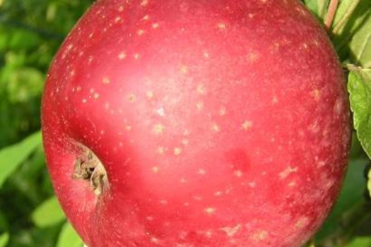 Malus domestica 'Sterappel'