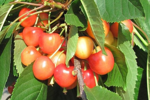 Prunus avium 'Bigarreau Napoléon'