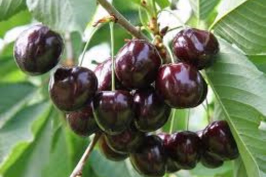 Prunus avium 'Grosse Späte Schwarze Knorpelkirsche'