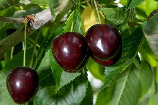 Prunus avium 'Schneider's Späte Knorpelkirsche'