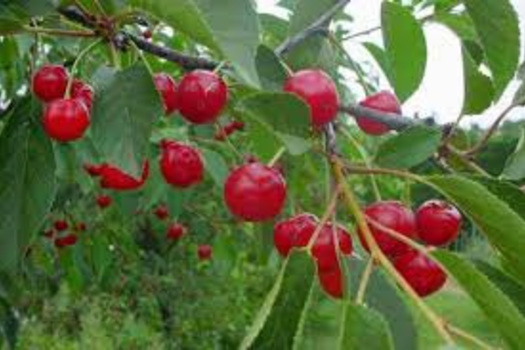 Prunus cerasus 'Griotte du Nord'