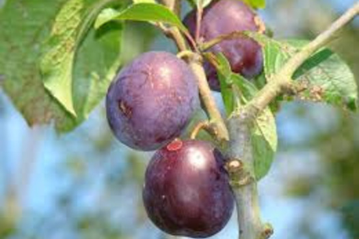 Prunus domestica 'Anna Späth'