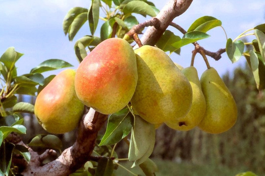 Pyrus communis 'Doyenné du Comice'