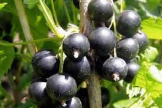 Ribes nigrum 'Titania'