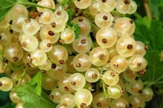 Ribes rubrum 'Witte Hollander'