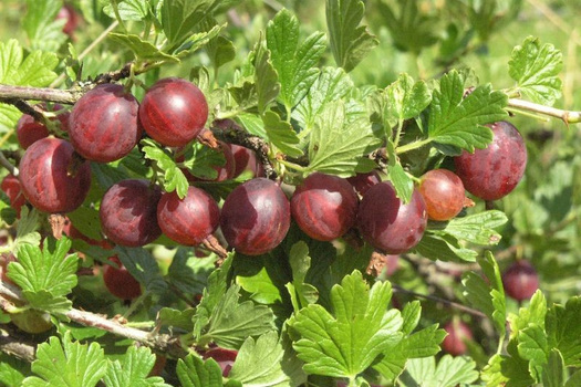 Ribes uva-crispa 'Captivator'