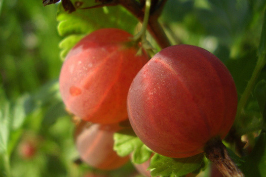 Ribes uva-crispa 'Hinnonmäen Punainen'