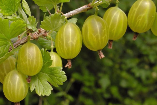 Ribes uva-crispa 'Invicta'