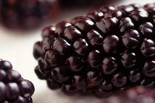 Rubus fruticosus 'Black Satin'