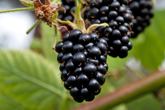 Rubus fruticosus 'Thornfree'