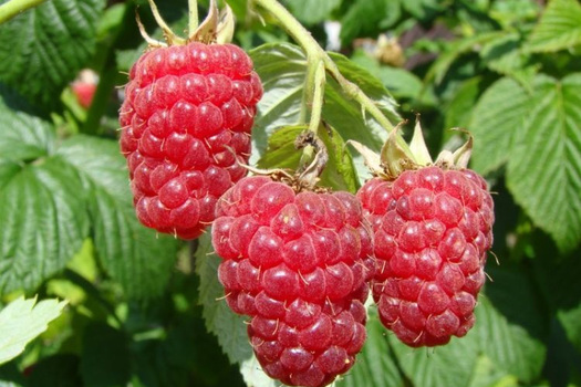 Rubus idaeus 'Autumn Bliss'