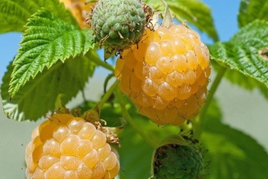 Rubus idaeus 'Fallgold'