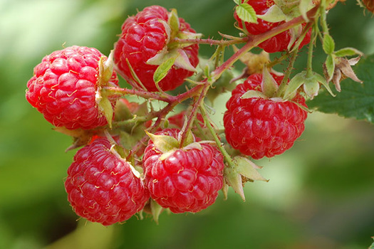 Rubus idaeus 'Glen Ample'