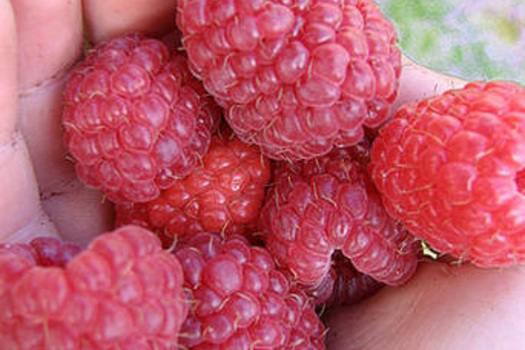 Rubus idaeus 'Zefa Herbsternte'