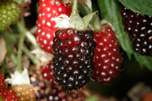 Rubus loganobaccus 'Logan'