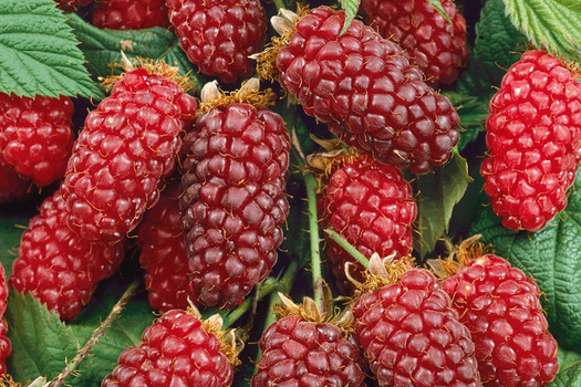 Rubus 'Tayberry'