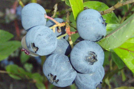 Vaccinium corymbosum 'Bluecrop'