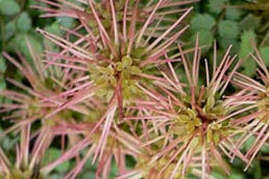 Acaena buchananii