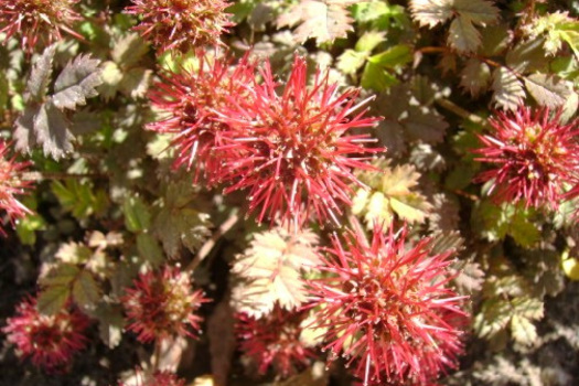 Fonkelnieuw Vaste planten voor de zon - Belleplant YS-19