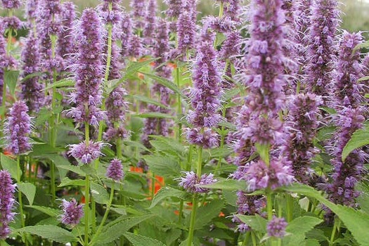 Agastache 'Blue Fortune'