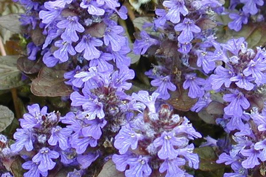 Ajuga reptans 'Atropurpurea'