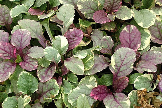 Ajuga reptans 'Burgundy Glow'