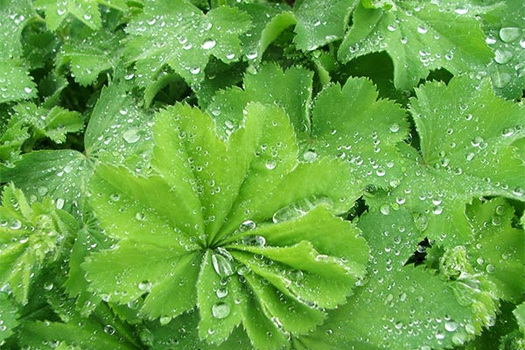 Alchemilla mollis