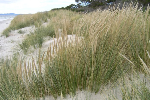 Ammophila arenaria