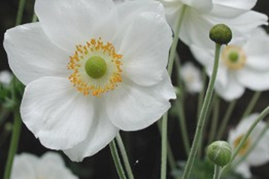 Anemone hybrida 'Honorine Jobert'