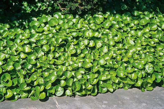 Asarum europaeum