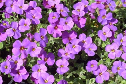 Aubrieta 'Hamburger Stadtpark'