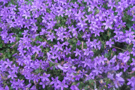 Campanula portenschlagiana