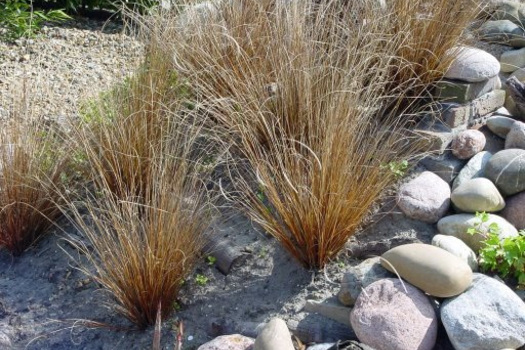 Carex buchananii